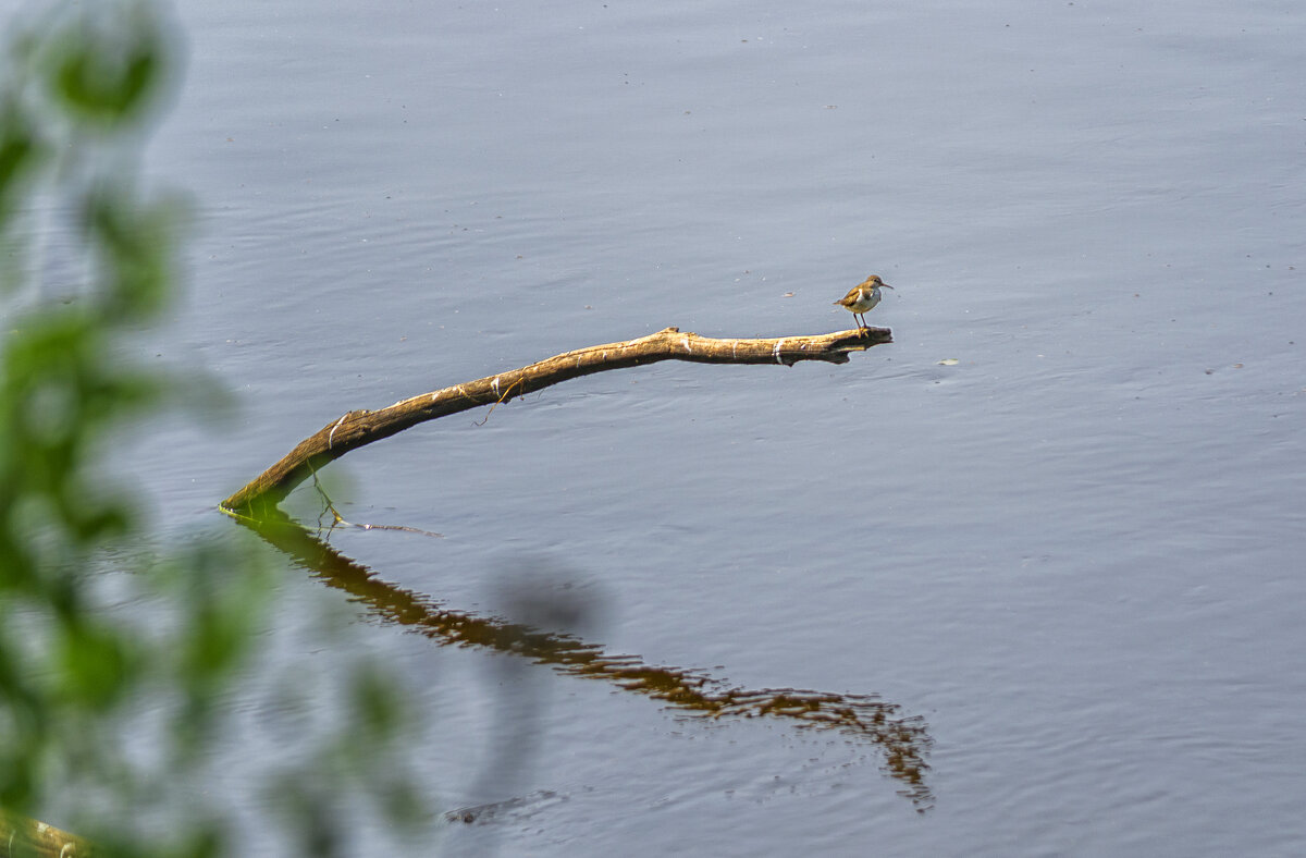 На коряге - Сергей Цветков