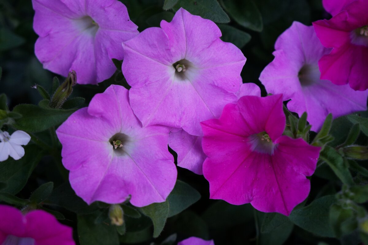 * * * - Алёна Савина