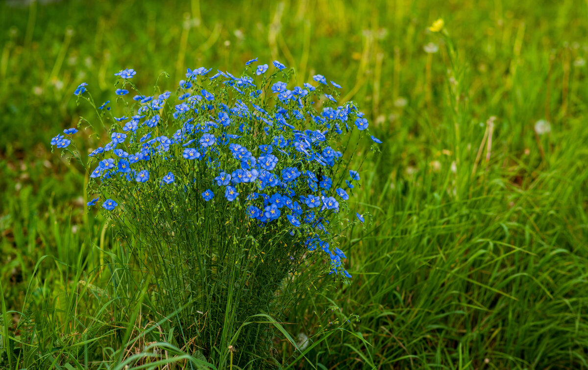 Букет - Петр 