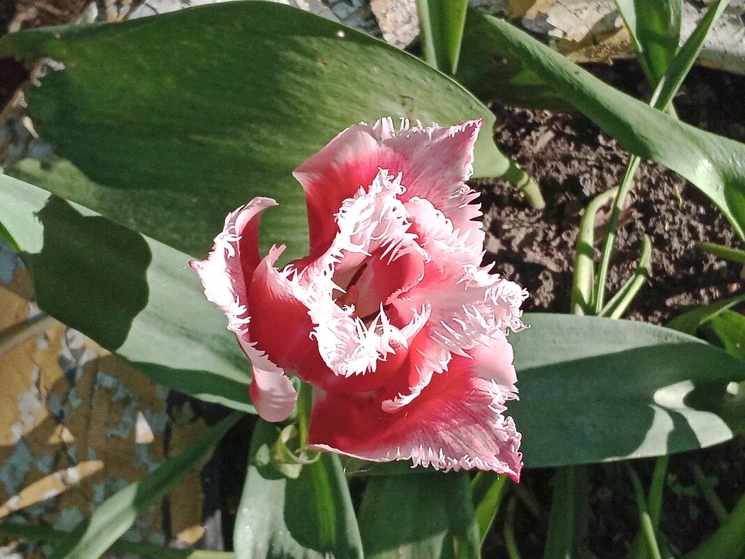 Необычный тюльпан - Вера ВЕСНА см. Фотогруппа ВЕСНА Личный Блог Необычный тюльпан - Вера ВЕСНА см. Фотогруппа ВЕСНА Личный Блог