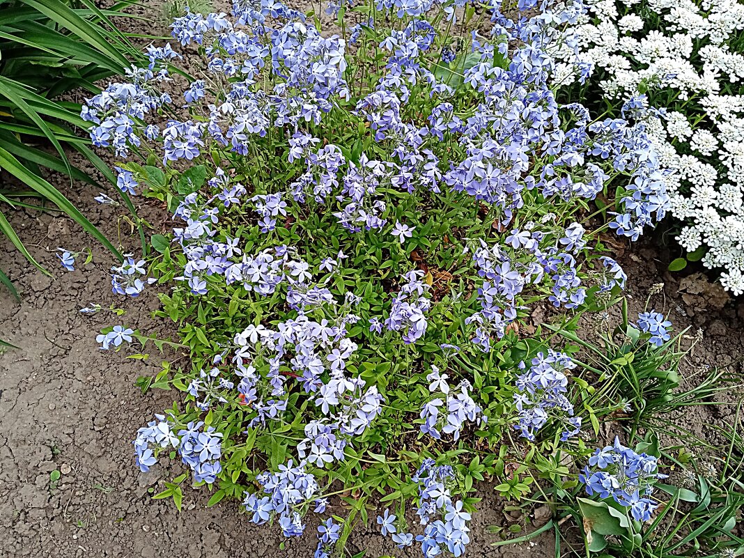 Цветы. - Владимир Драгунский