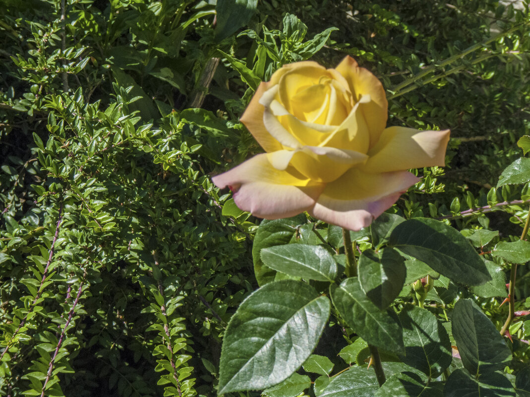 Глория Дей - Валентин Семчишин Глория Дей - Валентин Семчишин