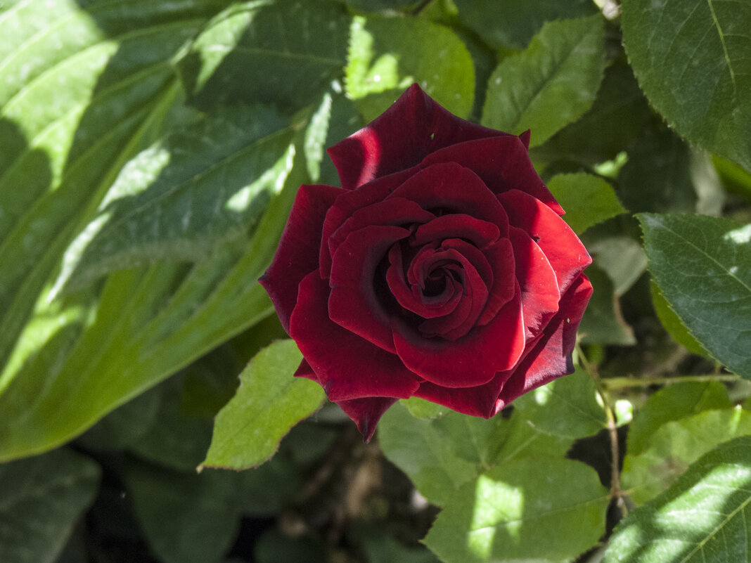 Бархатная розочка - Валентин Семчишин Бархатная розочка - Валентин Семчишин