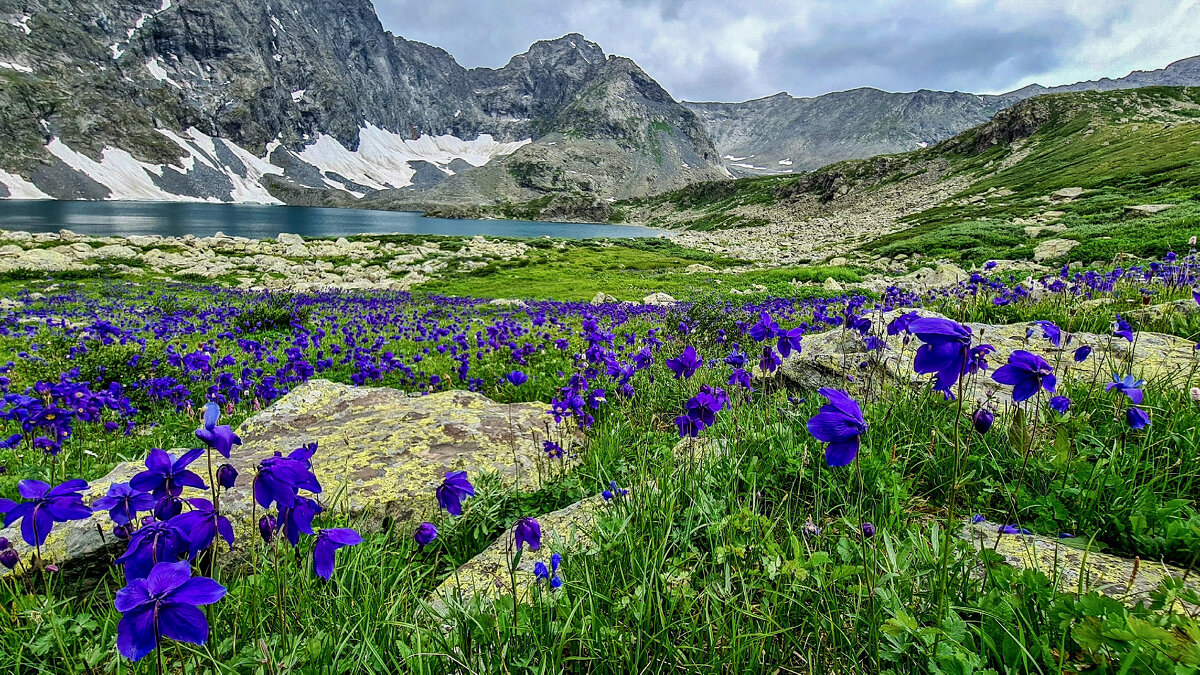 Дельфиниум - Виктор Фоменко