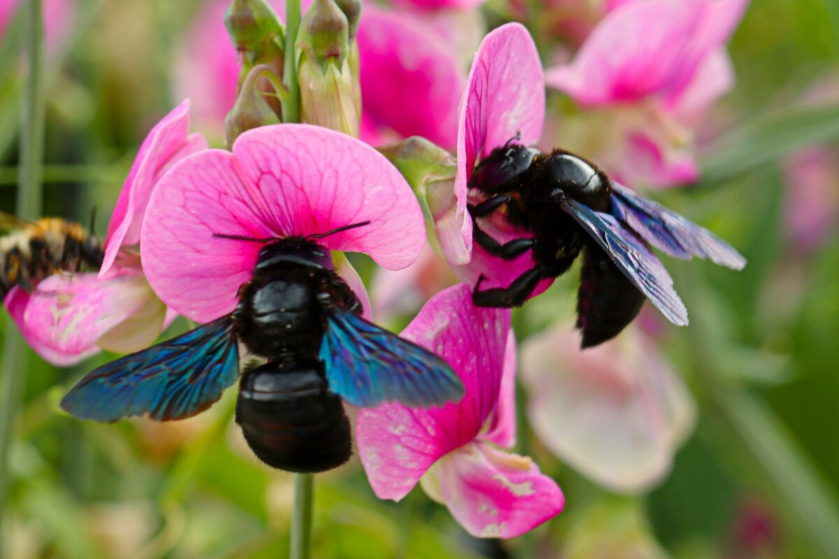 Плотники за работой - Юрий. Шмаков Плотники за работой - Юрий. Шмаков