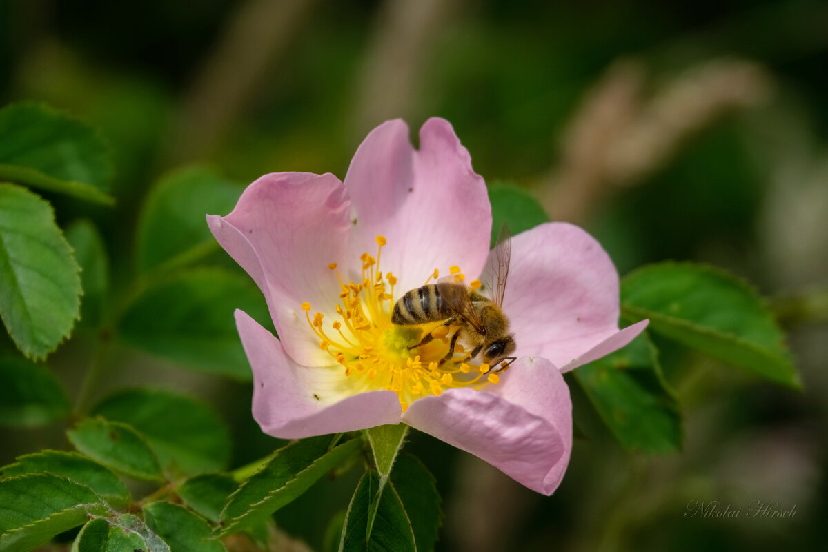 Хлеб насущный... - Николай Гирш