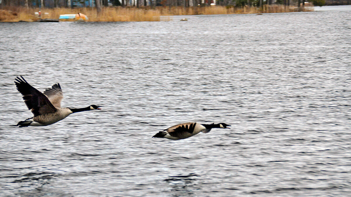 Семейная парочка и всё, как у людей ... - Alexandеr P