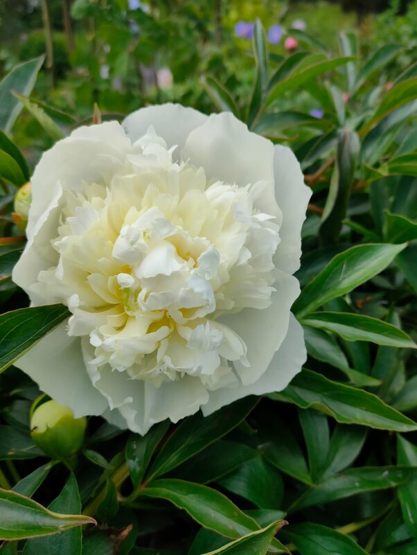 В Ботаническом саду Петрозаводска - Ирэн 