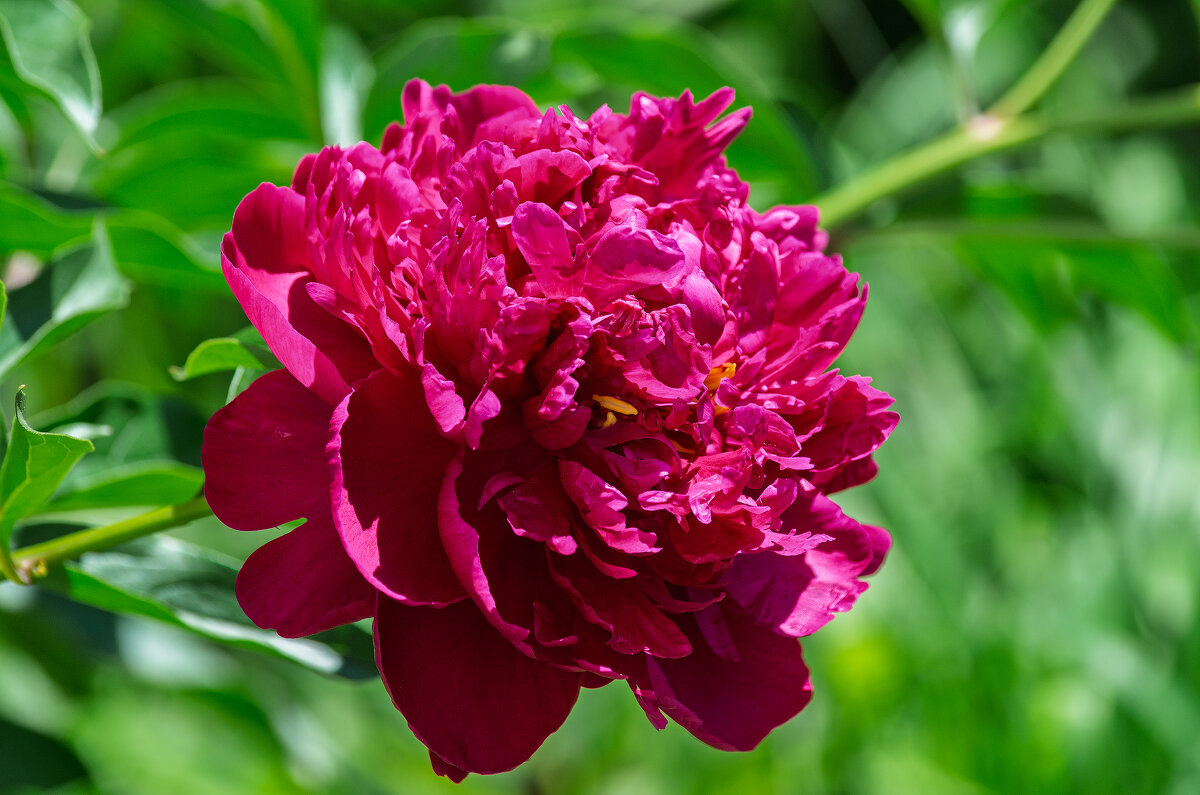 *** - Виктор Иванович Чернюк