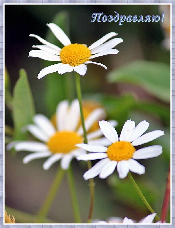 Россияне! С Днем семьи, любви и верности! - Светлана SvetNika17