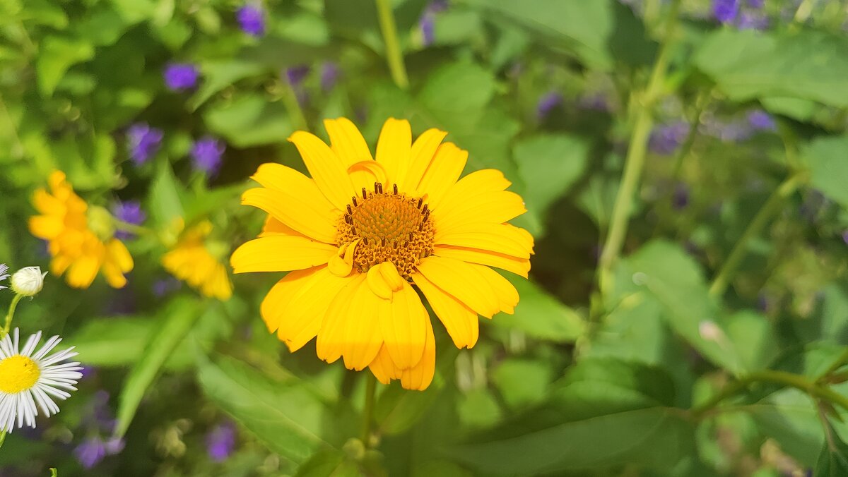 ,,, - Сергей Тимоновский