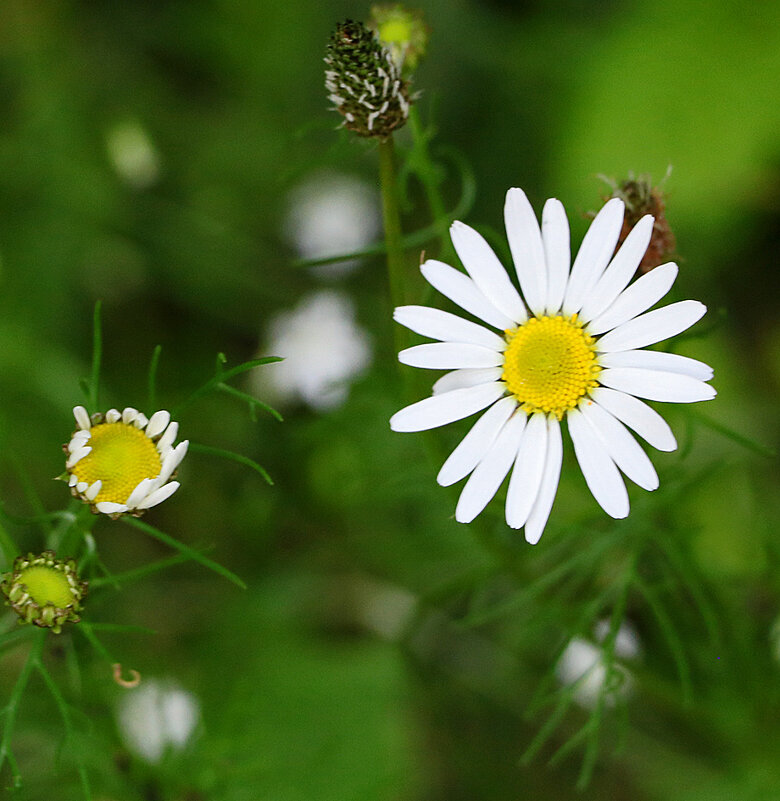 Солнышко - Светлана 