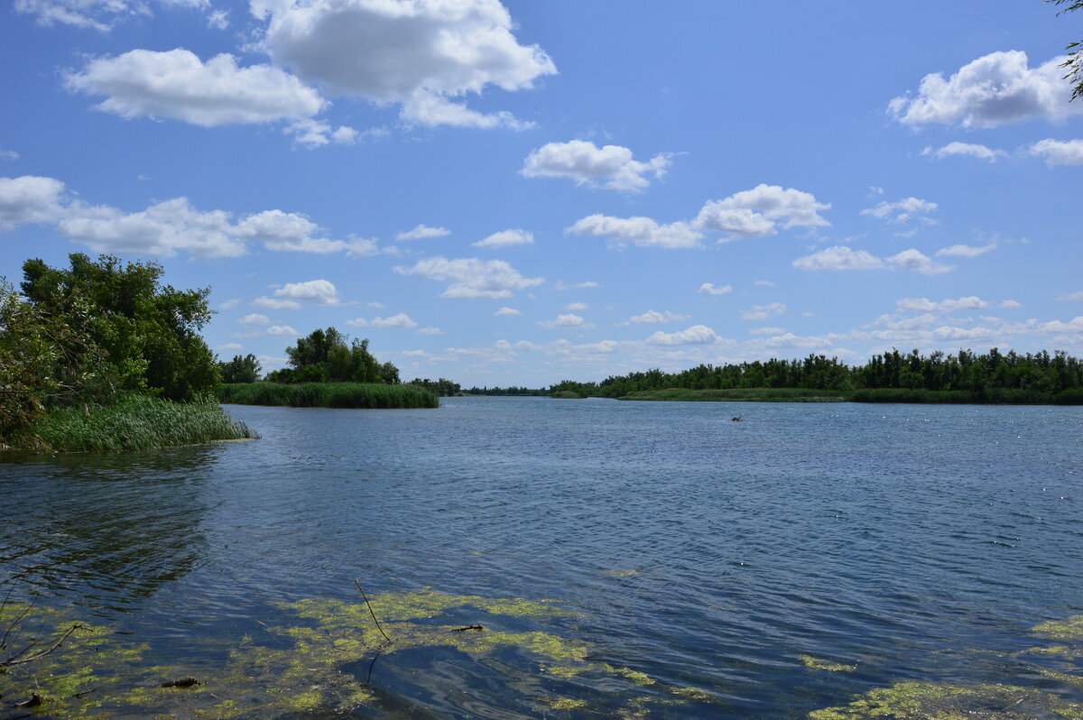 Местная река. - Виктор 