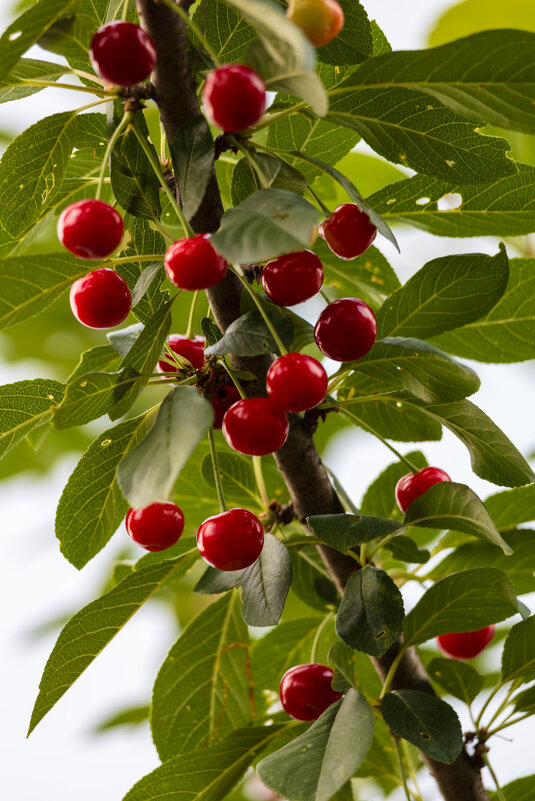 Ягоды вишни на ветке - Александр Синдерёв