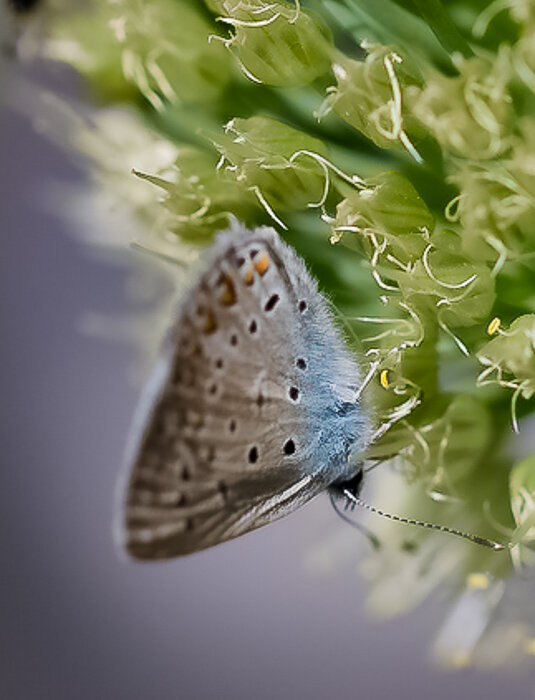 На луке - Светлана SvetNika17 На луке - Светлана SvetNika17