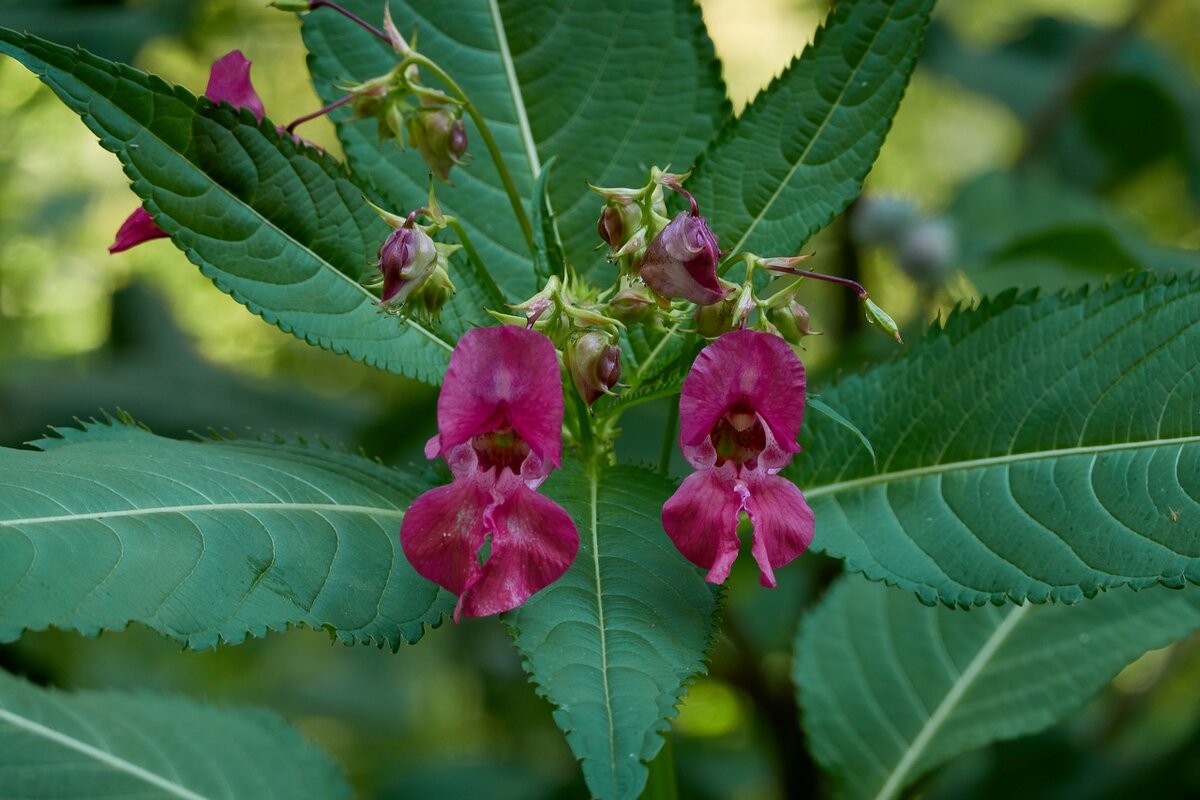 *** - Владимир 