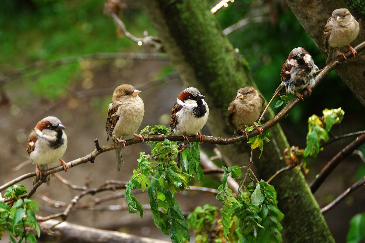 Бусы - kolyeretka Бусы - kolyeretka