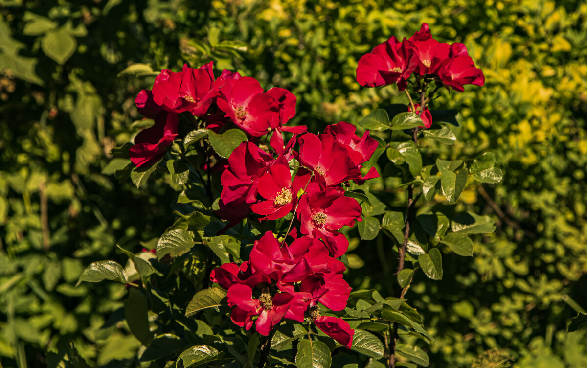 Вид розы - Петр Беляков Вид розы - Петр Беляков