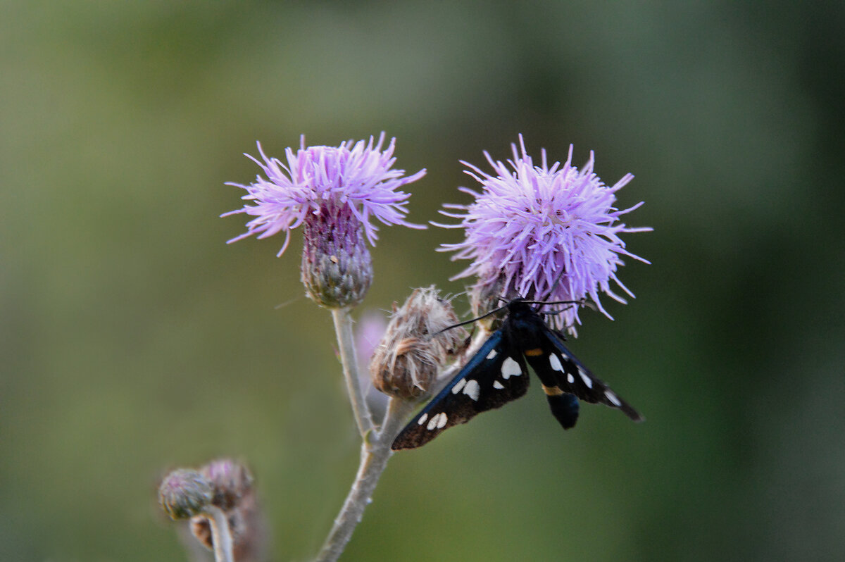 Бодяк полевой, ложная пестрянка - Надежда Куркина Бодяк полевой, ложная пестрянка - Надежда Куркина