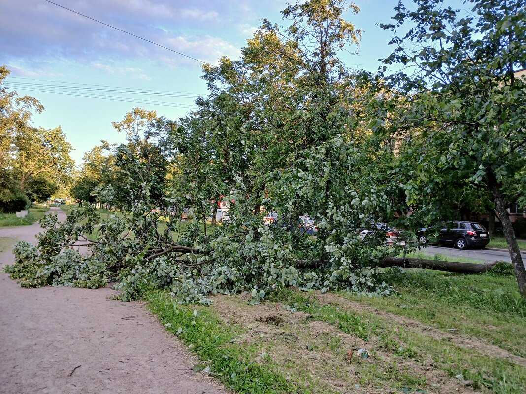 Липа упала,только бутоны появились, должна была зацвести...ураган погубил. - Лия ☼