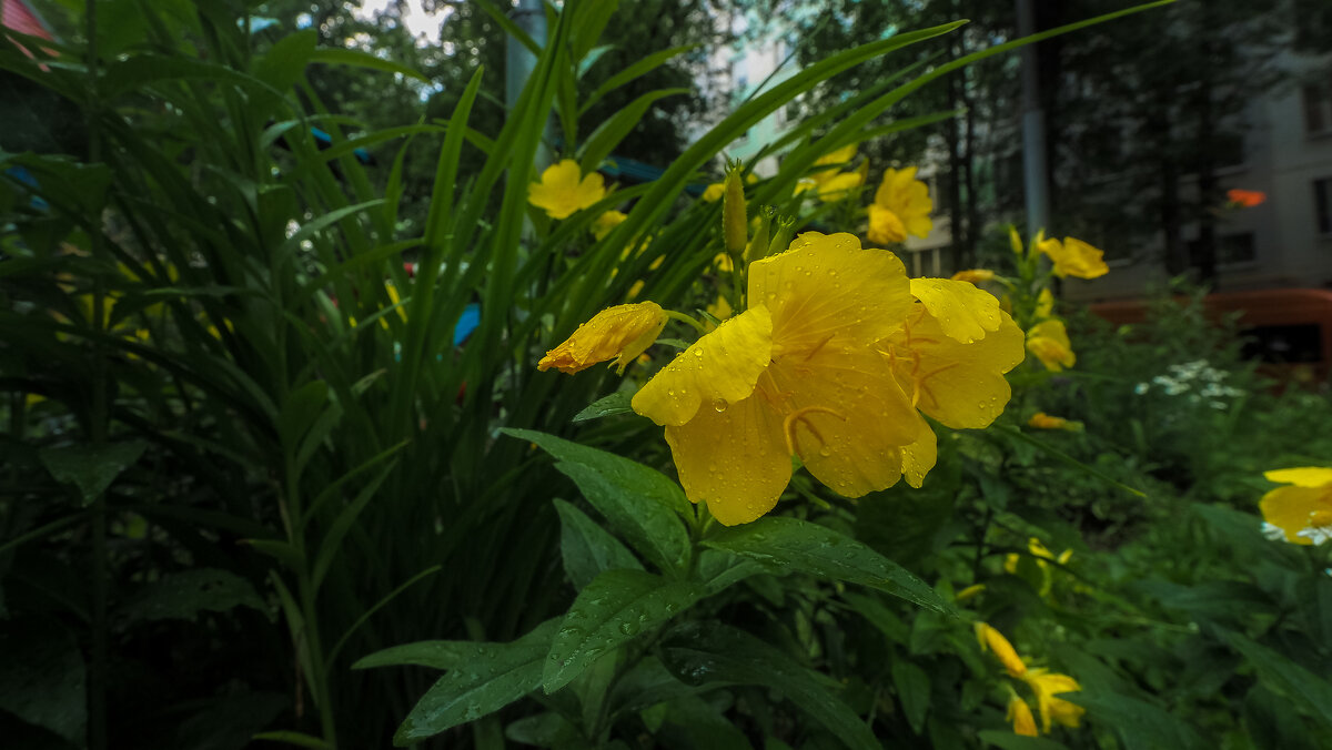 Природа в Городе - юрий поляков Природа в Городе - юрий поляков