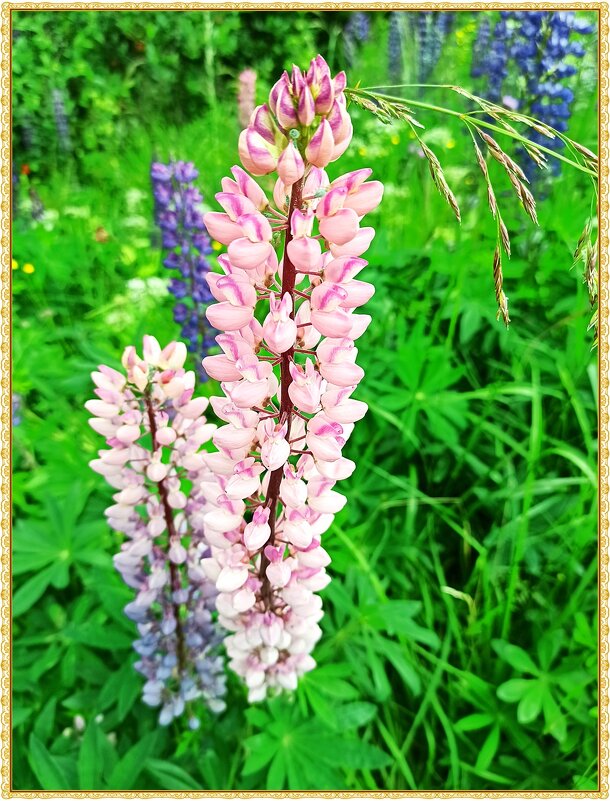 *** - Татьяна Осипова(Deni2048)