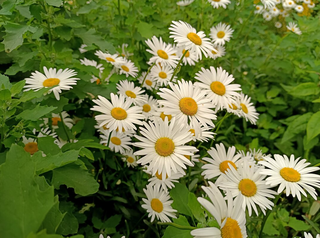 Скромные ромашки - Мария Васильева Скромные ромашки - Мария Васильева