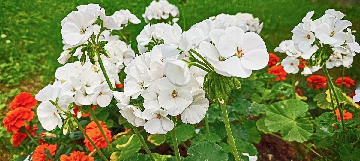 Серия Городские цветы". Белая герань и бархатцы. - Лилия * Серия Городские цветы". Белая герань и бархатцы. - Лилия *
