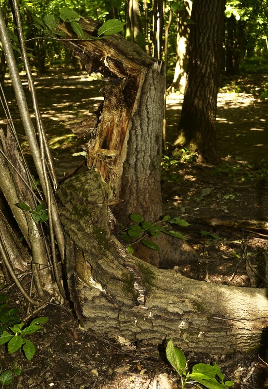 Сломанная жизнь. - Василий Палий Сломанная жизнь. - Василий Палий