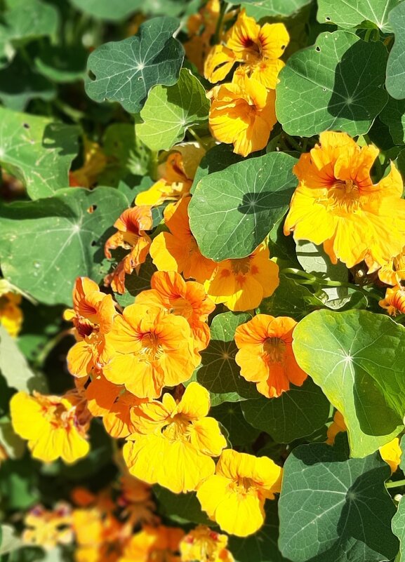 Цветы на Московской площади - Наталья Герасимова