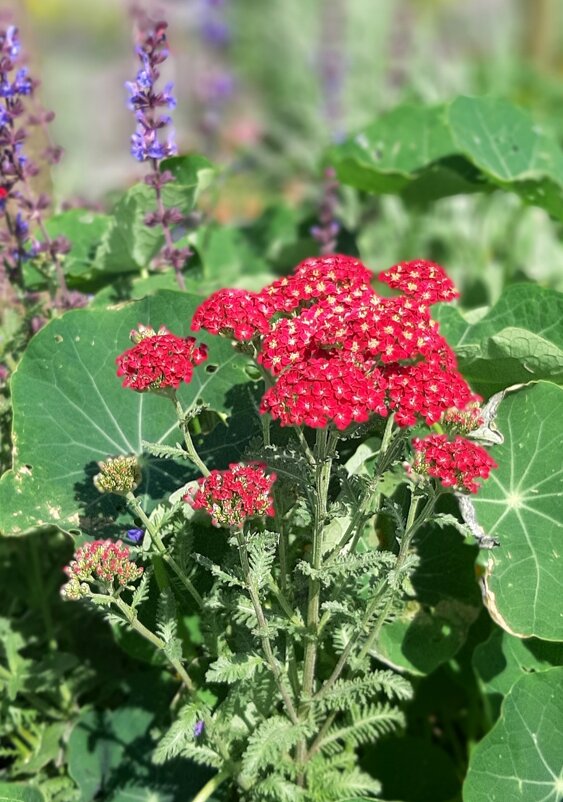 Цветы на Московской площади - Наталья Герасимова Цветы на Московской площади - Наталья Герасимова