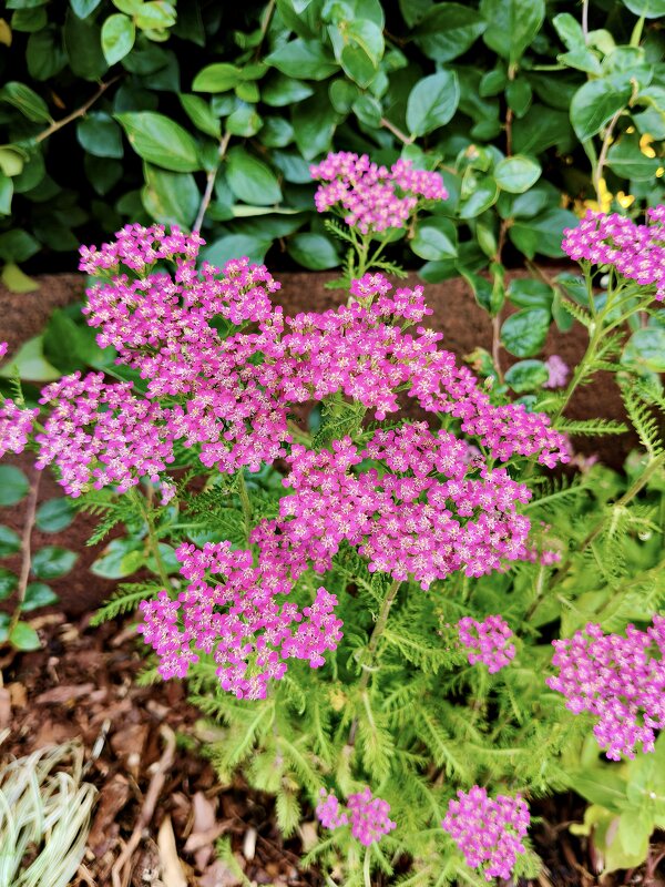 Тысячелистник розовый - Валерий Судачок