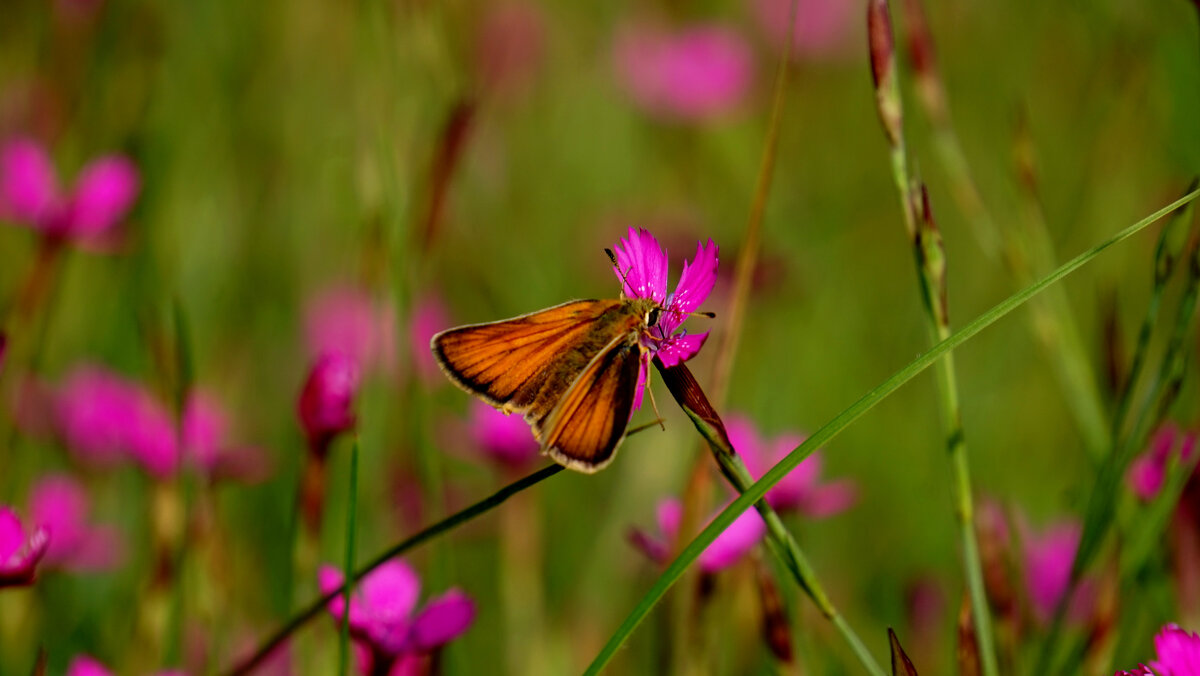 и снова бабочки 1 - Александр Прокудин