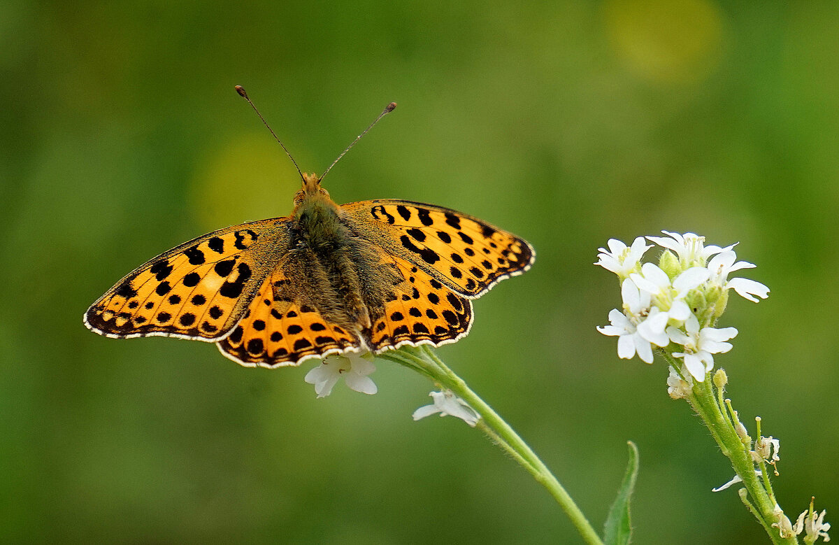 и снова бабочки 5 - Александр Прокудин