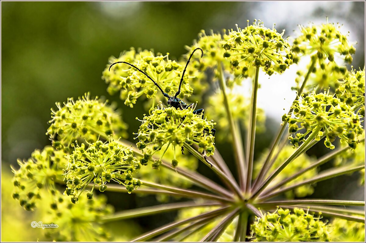 Про усы... - Aquarius - Сергей Про усы... - Aquarius - Сергей