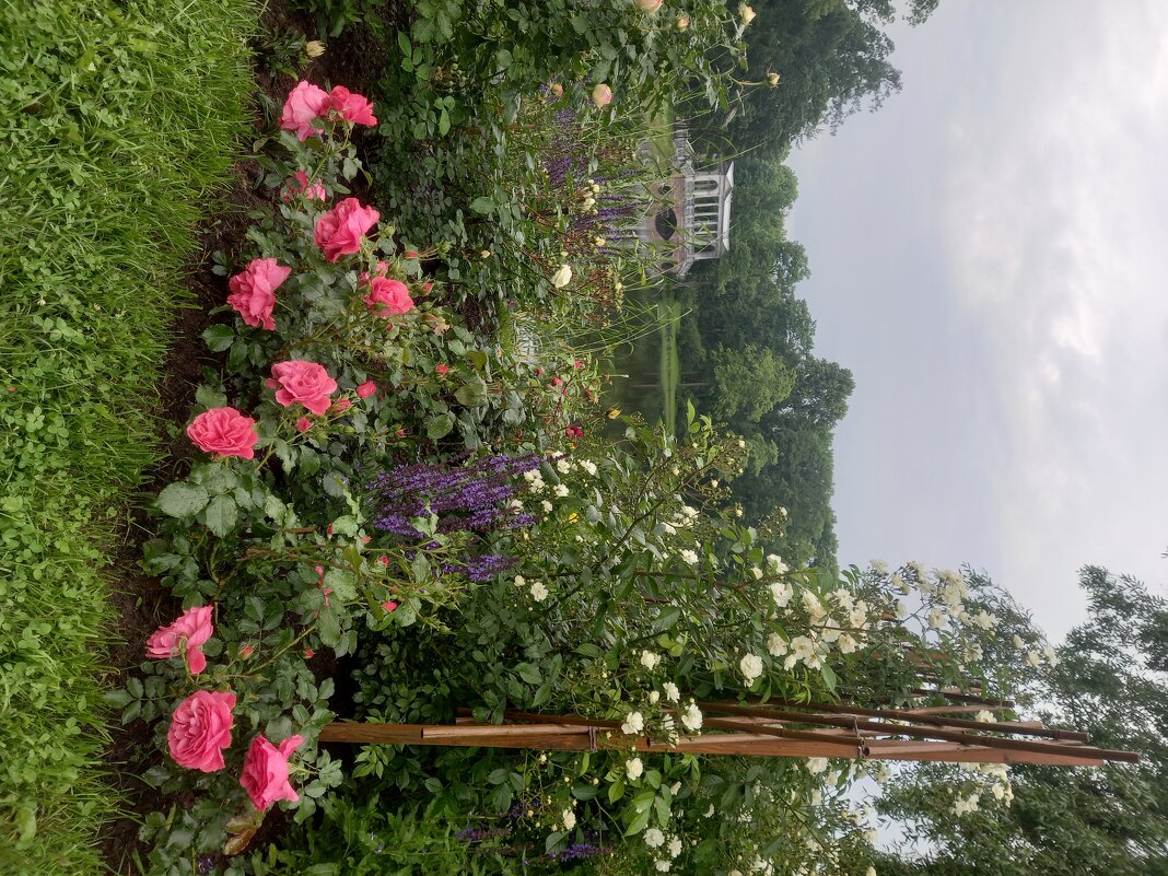 Лето - Сапсан 