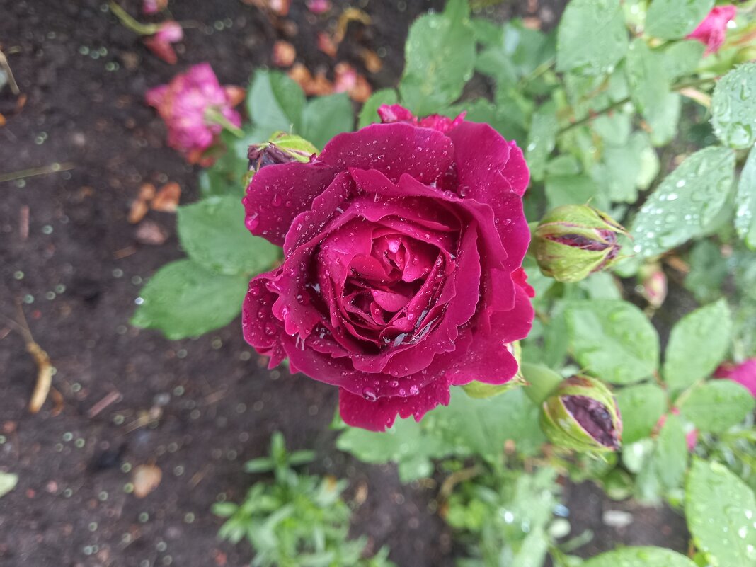 Роза - Сапсан 