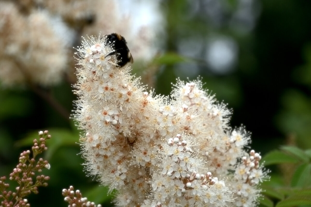*** - Сергей Сергеев