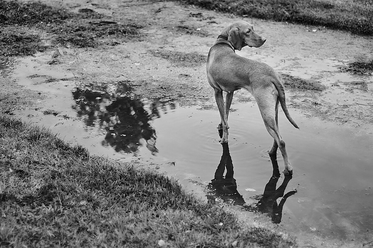 Охота - Алиса Бершадская