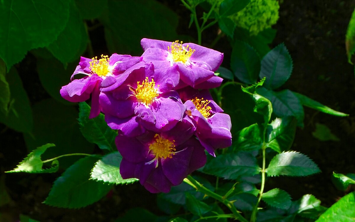 О красоте цветов. - Милешкин Владимир Алексеевич 