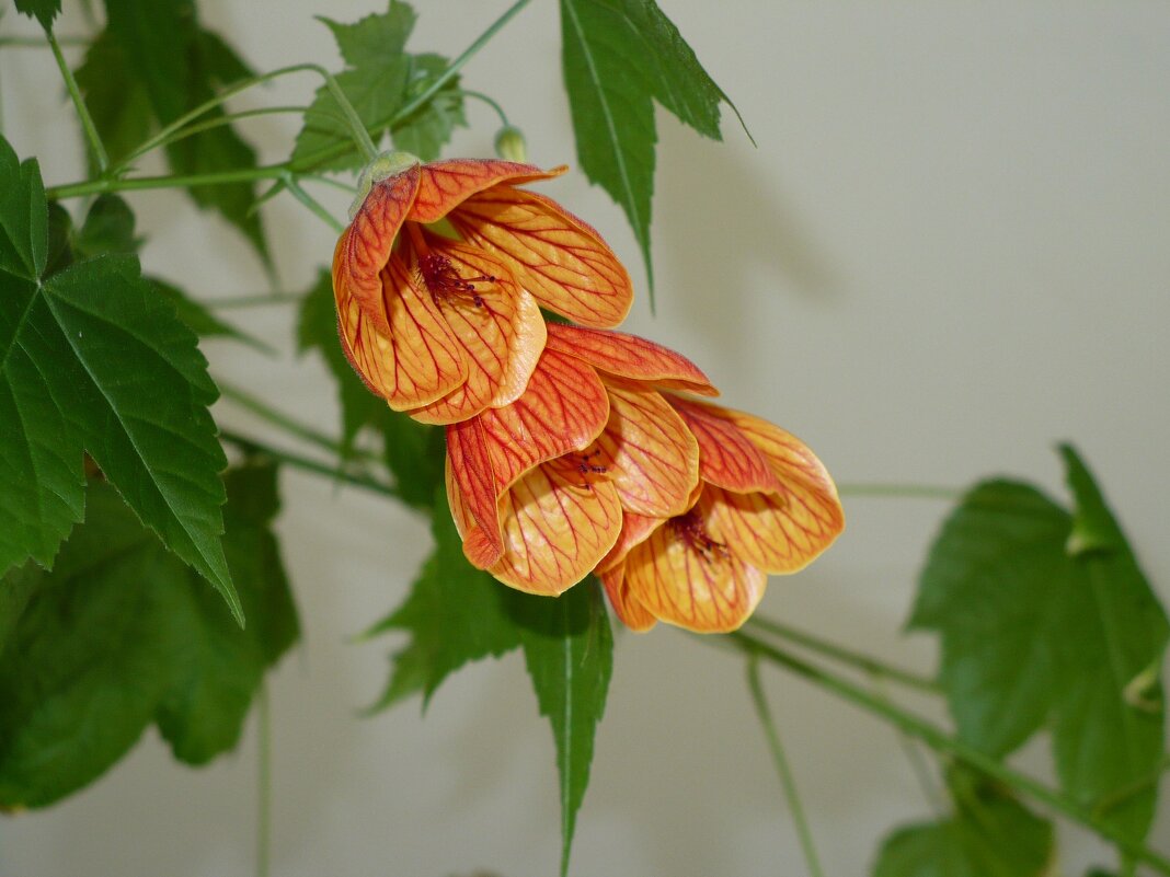 Абутилон (комнатный клен) - Валерий Кокорев