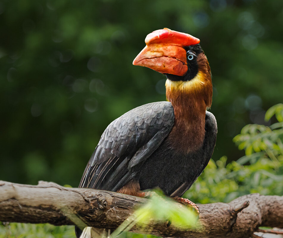 Огненный гомрай - SanSan 