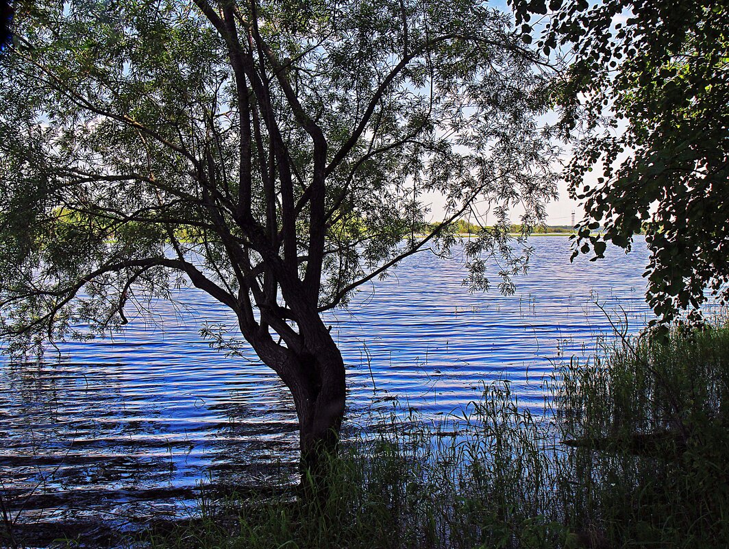 Июнь... Половодье. Дерево утонуло! - Владимир 