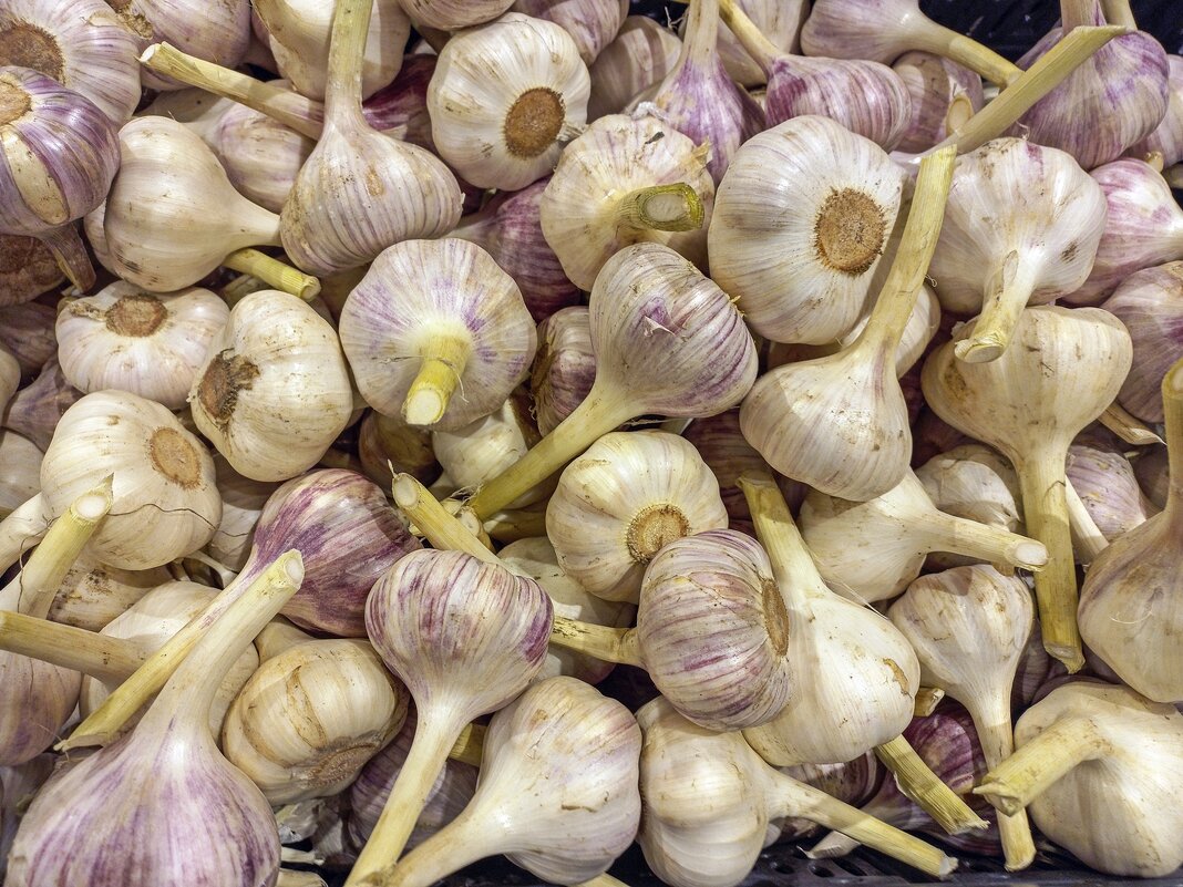 Молодой чеснок - Валерий Иванович