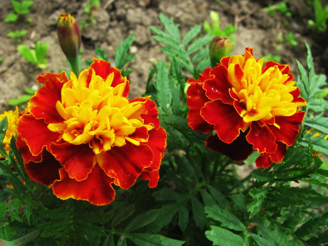 Красавцы - Людмила Смородинская