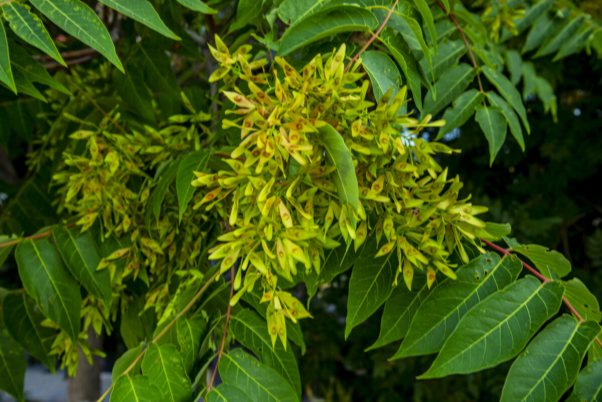 Семена - Анатолий Чикчирный