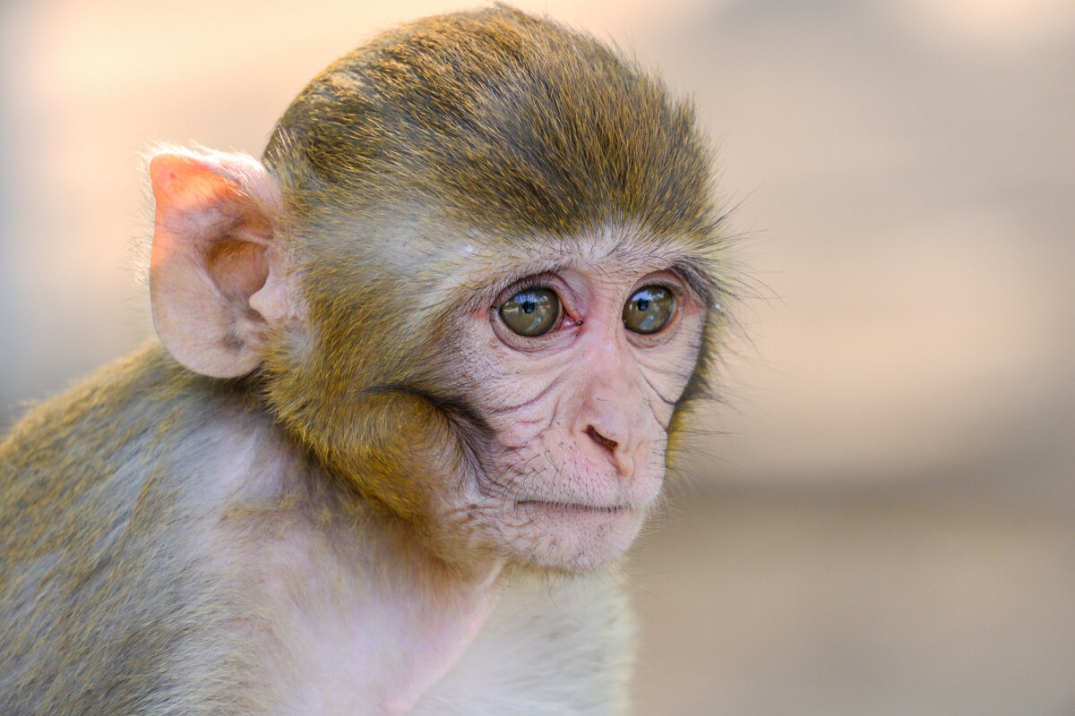Обезьяны свободно гуляют по городу Индии - Георгий А Обезьяны свободно гуляют по городу Индии - Георгий А