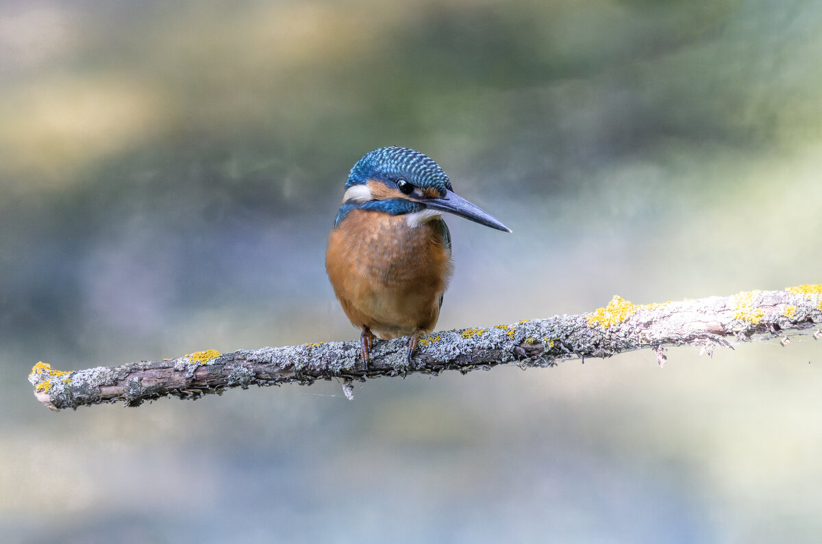 зимородок. - юрий макаров