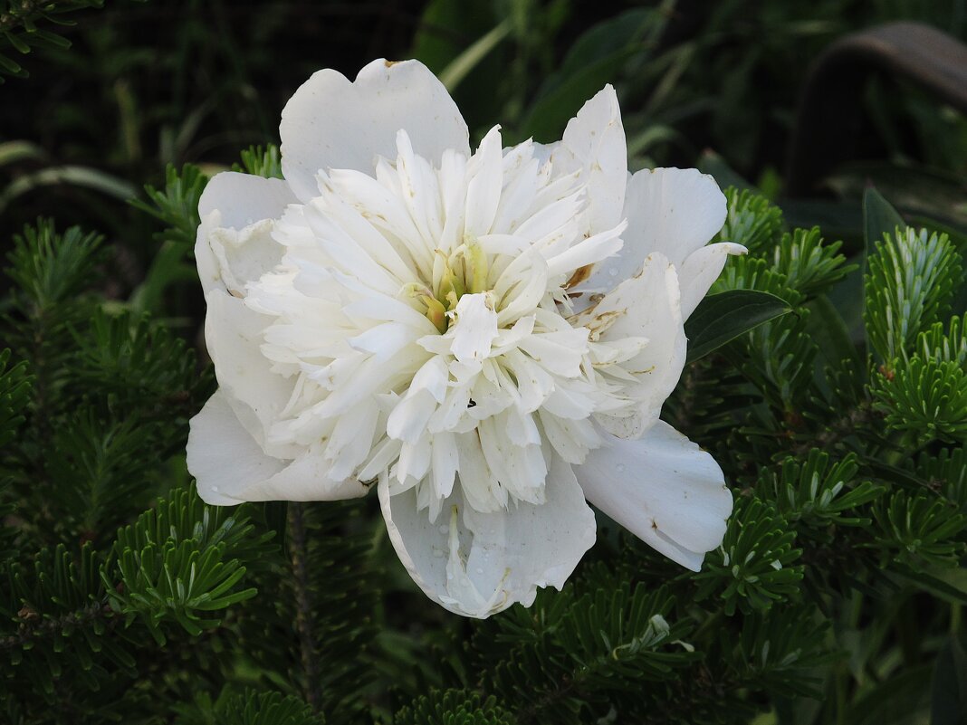 дачное - Елена Шаламова