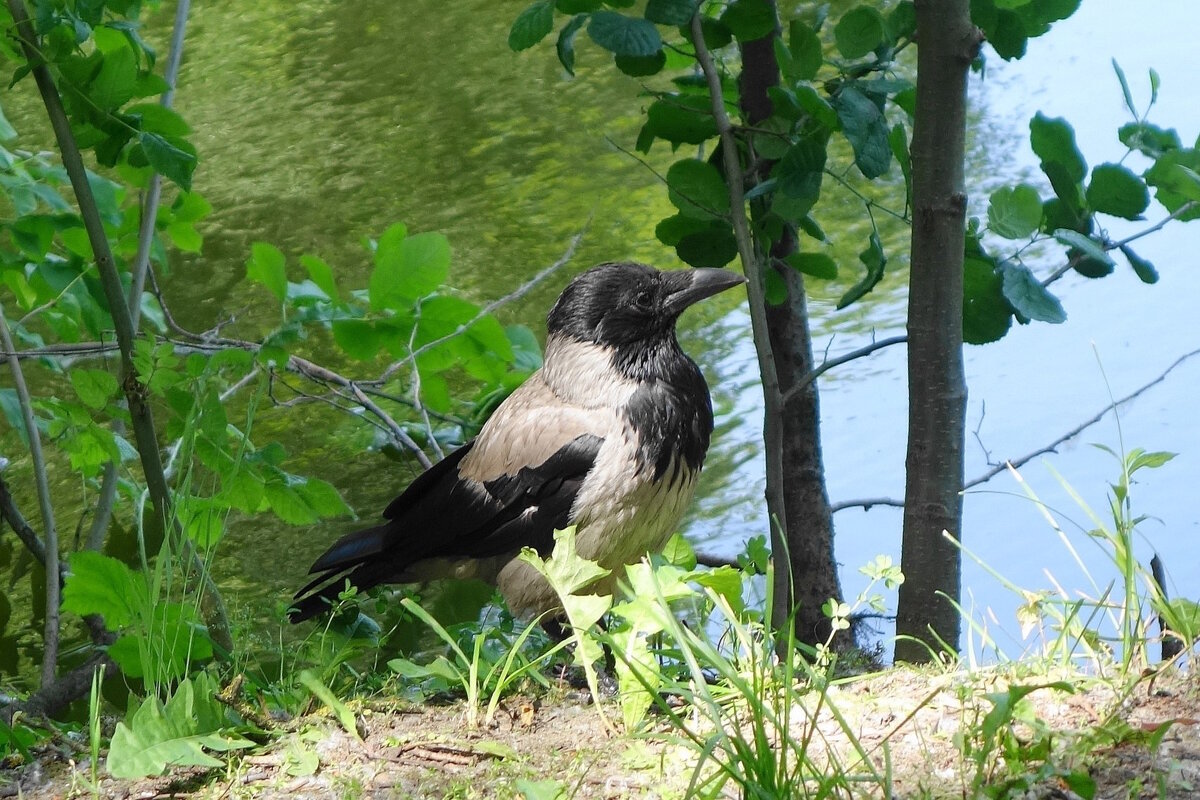 Воронье - Рита Симонова